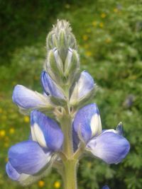 Close-up of flowers blooming outdoors