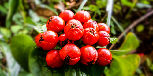 Close-up of red berries growing on plant