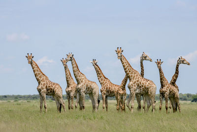 Giraffes standing on field against sky