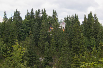 Trees and plants growing on land against sky