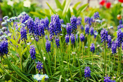 Close-up of purple flowering plants on field