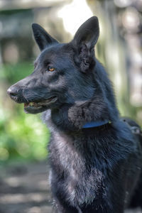 Close-up of dog looking away