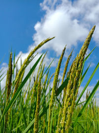 Close-up of stalks in field against sky