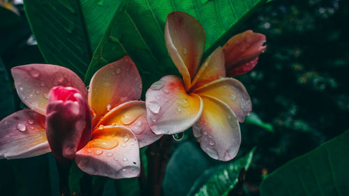 Close-up of water drops on red flowering plant