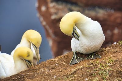 Close-up of birds perching on a plant