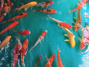 High angle view of koi carps swimming in sea