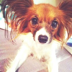 Close-up portrait of dog