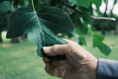 Cropped image of hand holding leaf