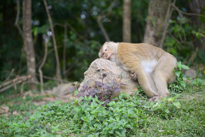 Monkey resting on grass