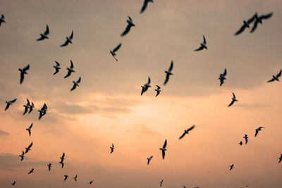 Flock of birds flying in sky