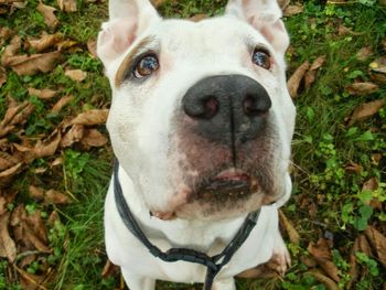 Close-up portrait of dog