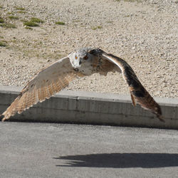 Bird flying over the road