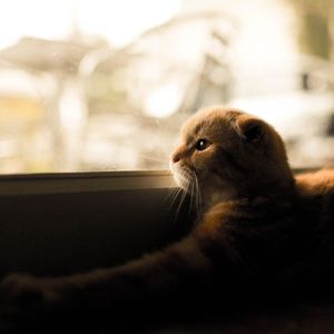 Close-up of a cat looking away