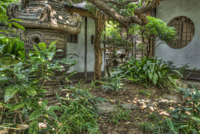 View of plants and trees