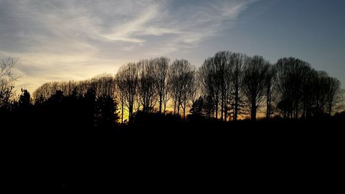 Silhouette of trees at sunset