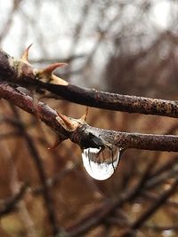 Close-up of branches against blurred background