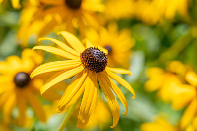 Close-up of yellow daisy flower