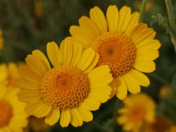 Close-up of yellow flowering plant