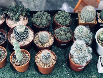 High angle view of potted plants for sale