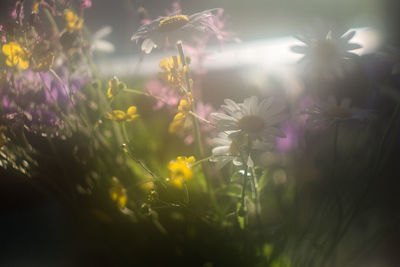 Close-up of flowers blooming outdoors