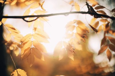 Low angle view of maple leaves against sky