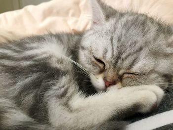 Close-up of cat sleeping