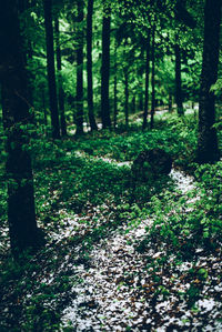 Trees growing in forest