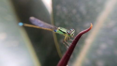 Close-up of grasshopper