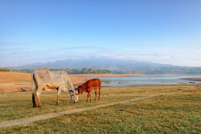 Horses in a field