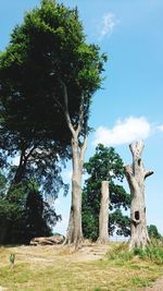 Trees on field against sky