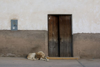 Dog sitting outside building