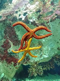 Close-up of dead starfish