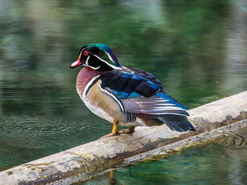 Bird perching on a lake