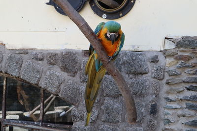 Bird perching on wall