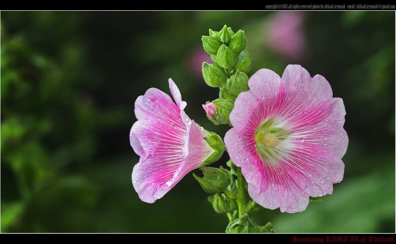 flower, freshness, petal, fragility, pink color, flower head, growth, beauty in nature, close-up, focus on foreground, blooming, nature, plant, purple, single flower, in bloom, pink, outdoors, day, park - man made space