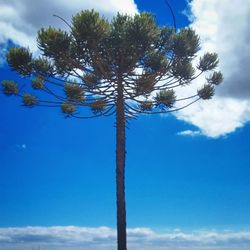 Low angle view of trees against cloudy sky