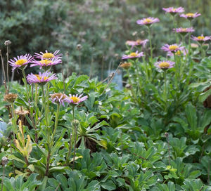 Close-up of flowers blooming outdoors