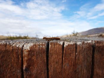 Close-up of caterpillar on fence