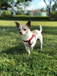 Dog lying on grass