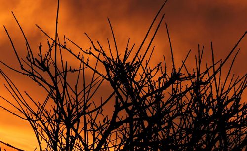 Close-up of silhouette tree against sky at sunset