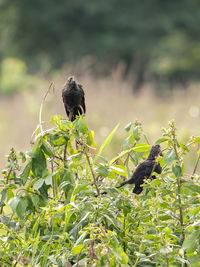 Close-up of bird perching on a plant