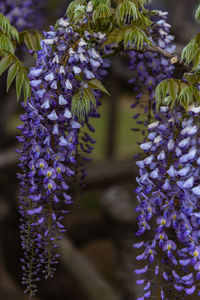 Close-up beautiful full bloom of purple pink wisteria blossom trees flowers in springtime sunny day