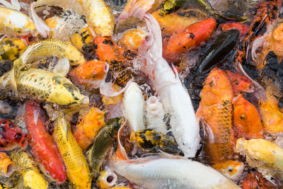 High angle view of koi carps swimming in lake