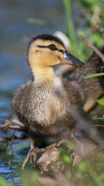 Close-up of a bird