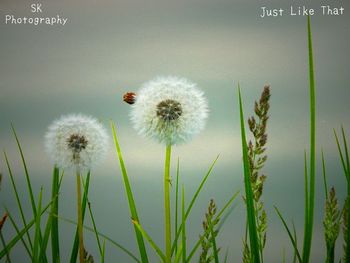 Close-up of dandelion