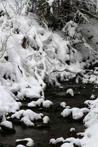 White birds on snow during winter