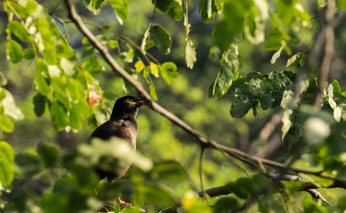 Bird perching on a tree