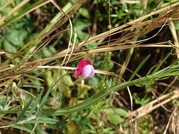 Close-up of flower blooming outdoors