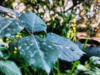 Close-up of raindrops on leaves