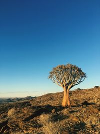 Tree against clear sky